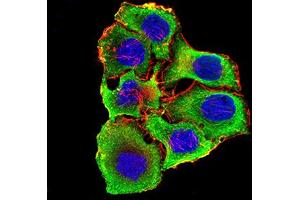 Immunofluorescence analysis of SMMC-7721 cells using CHRNA3 mouse mAb (green).