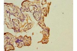 Immunohistochemistry of paraffin-embedded human placenta tissue using ABIN7148013 at dilution of 1:100 (COPB2 抗体  (AA 657-906))