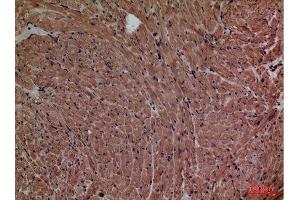 Immunohistochemistry (IHC) analysis of paraffin-embedded Mouse Heart, antibody was diluted at 1:100.