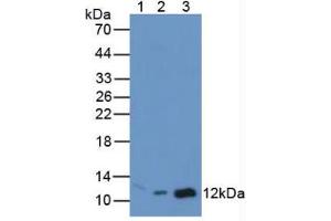 Western Blotting (WB) image for anti-Macrophage Migration Inhibitory Factor (Glycosylation-Inhibiting Factor) (MIF) (AA 4-112) antibody (ABIN1859826)