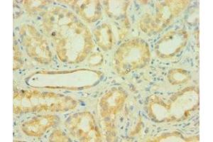 Immunohistochemistry of paraffin-embedded human kidney tissue using ABIN7159650 at dilution of 1: 100 (AUH 抗体  (AA 68-339))