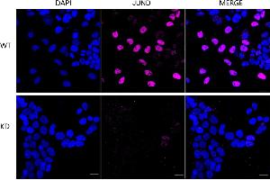 anti-Jun D Proto-Oncogene (JUND) antibody