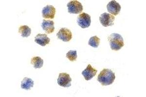 Immunohistochemistry (IHC) image for anti-Cerebellin 1 Precursor (CBLN1) (C-Term) antibody (ABIN1030599) (CBLN1 抗体  (C-Term))