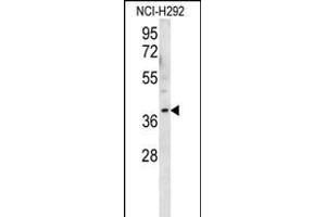 OR2AK2 Antibody (C-term) (ABIN656146 and ABIN2845482) western blot analysis in NCI- cell line lysates (35 μg/lane). (OR2AK2 抗体  (C-Term))