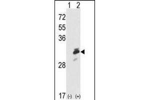 Western blot analysis of ERP29 (arrow) using rabbit polyclonal ERP29 Antibody (Center) (ABIN389440 and ABIN2839513). (ERP29 抗体  (AA 151-179))