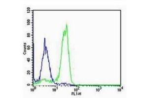NCI-H460 cells probed with Rabbit Anti-SP-C Polyclonal Antibody  Alexa Fluor 488 Conjugated Secondary Antibody. (Surfactant Protein C 抗体  (AA 24-58))