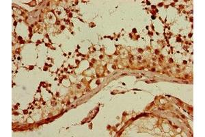 Immunohistochemistry of paraffin-embedded human testis tissue using ABIN7154727 at dilution of 1:100 (GNA11 抗体  (AA 1-359))