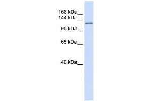 WB Suggested Anti-ATN1 Antibody Titration: 0. (Atrophin 1 抗体  (N-Term))