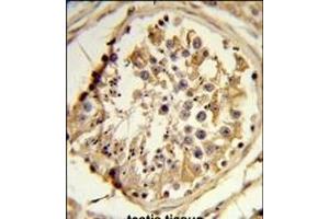 Formalin-fixed and paraffin-embedded human testis reacted with C14orf145 Antibody (Center), which was peroxidase-conjugated to the secondary antibody, followed by DAB staining. (CEP128 抗体  (AA 906-935))