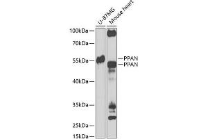 Western blot analysis of extracts of various cell lines, using PPAN Antibody (ABIN6133157, ABIN6145994, ABIN6145996 and ABIN6223238) at 1:1000 dilution. (PPAN 抗体  (AA 1-300))