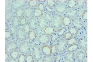 Immunohistochemical of paraffin-embedded human Kidney tissue using ABIN7162321 at dilution of 1:200 (Osteopontin 抗体)