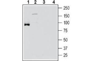 Western blot analysis of mouse brain membranes (lanes 1 and 3) and rat brain membranes (lanes 2 and 4):1-2.