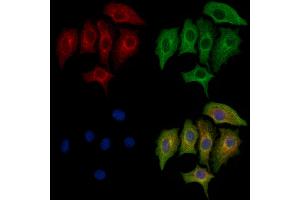 ABIN6263953 and ABIN6272735 staining HepG2 cells by IF/ICC.