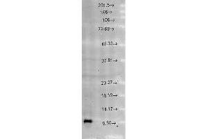 Western blot analysis of Rat brain cell lysates showing detection of Cpn10 protein using Rabbit Anti-Cpn10 Polyclonal Antibody .