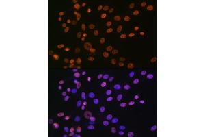 Immunofluorescence analysis of NIH-3T3 cells using hnRNP  Rabbit mAb (1564) at dilution of 1:100 (40x lens). (HNRNPA1 抗体)