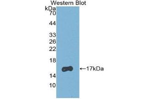 Western Blotting (WB) image for anti-Retinol Binding Protein 5, Cellular (RBP5) (AA 1-135) antibody (ABIN1860416) (Retinol Binding Protein 5 抗体  (AA 1-135))