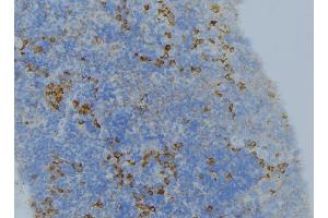 ABIN6276616 at 1/100 staining Human lymph node tissue by IHC-P. (BHMT 抗体  (C-Term))