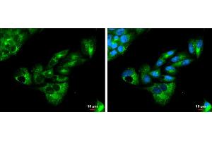 ICC/IF Image Apolipoprotein E antibody [C2C3], C-term detects Apolipoprotein E protein at cytoplasm by immunofluorescent analysis. (APOE 抗体  (C-Term))