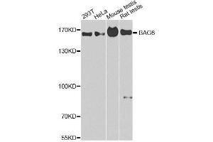 Western blot analysis of extracts of various cell lines, using BAG6 antibody. (BAT3 抗体  (AA 1-200))
