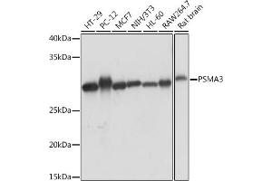 Western blot analysis of extracts of various cell lines, using PSM Rabbit mAb (ABIN7269600) at 1:1000 dilution. (PSMA3 抗体)