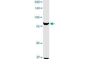 Western Blotting (WB) image for anti-Anaphase Promoting Complex Subunit 5 (ANAPC5) (AA 1-755) antibody (ABIN950136)