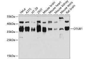 Western blot analysis of extracts of various cell lines, using OTUB1 antibody (ABIN6128400, ABIN6145086, ABIN6145088 and ABIN6215346) at 1:3000 dilution. (OTUB1 抗体  (AA 1-220))