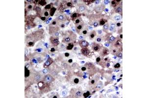 Immunohistochemistry (IHC) image for anti-Apurinic/Apyrimidinic Endonuclease 1 (APEX1) (Center) antibody (ABIN7294932)