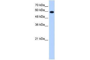 STIP1 antibody used at 1. (STIP1 抗体)