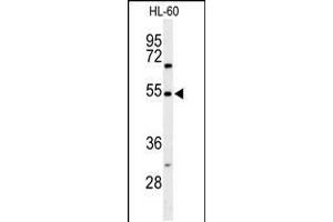 Western blot analysis of GRPR Antibody in HL-60 cell line lysates (35ug/lane) (Gastrin-Releasing Peptide 抗体  (AA 123-152))