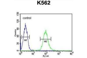 Flow cytometric analysis of K562 cells using KATNAL1 Antibody (N-term) Cat. (KATNAL1 抗体  (N-Term))