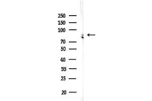 anti-Cyclin-Dependent Kinase 11B (CDK11B) (N-Term) antibody