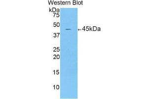 Western Blotting (WB) image for anti-Corticotropin Releasing Hormone (CRH) (AA 40-195) antibody (ABIN1173734) (CRH 抗体  (AA 40-195))