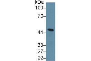 Western Blot; Sample: Mouse Cerebellum lysate; Primary Ab: 1µg/ml Rabbit Anti-Human INHbA Antibody Second Ab: 0. (INHBA 抗体  (AA 311-426))