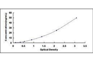 Low Density Lipoprotein Receptor-Related Protein 5 (LRP5) ELISA Kit