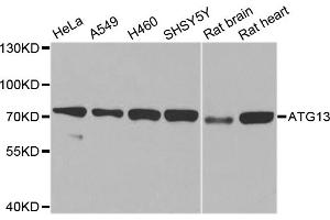Western blot analysis of extracts of various cell lines, using ATG13 antibody (ABIN5970264) at 1/1000 dilution. (ATG13 抗体)