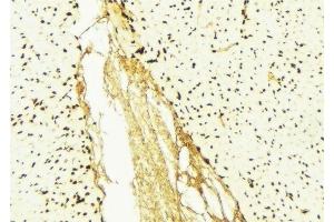 ABIN6276426 at 1/100 staining Mouse liver tissue by IHC-P. (eEF1A1 抗体  (Internal Region))
