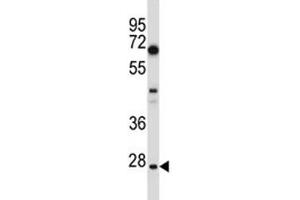 HES1 antibody western blot analysis in U251 lysate. (HES1 抗体  (AA 3-32))