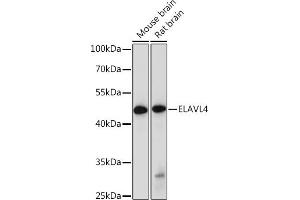 Western blot analysis of extracts of various cell lines, using EL Rabbit pAb (ABIN7266914) at 1:1000 dilution. (ELAVL4 抗体  (AA 1-366))