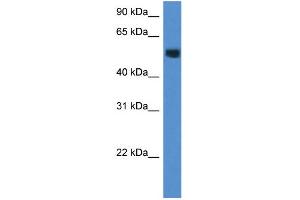 WB Suggested Anti-Chst2 Antibody   Titration: 1. (CHST2 抗体  (Middle Region))