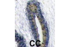 Immunohistochemistry (IHC) image for anti-Finkel-Biskis-Reilly Murine Sarcoma Virus (FBR-MuSV) Ubiquitously Expressed (FAU) antibody (ABIN2998456) (FAU 抗体)
