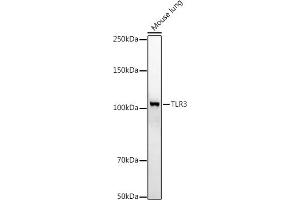 Western Blotting (WB) image for anti-Toll-Like Receptor 3 (TLR3) (AA 464-647) antibody (ABIN6149219)
