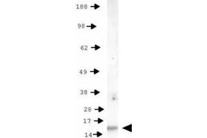 Western Blot of Rabbit Anti-Histone H3 [p Thr11] Antibody.