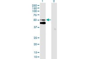 Western Blot analysis of C7orf10 expression in transfected 293T cell line by C7orf10 MaxPab polyclonal antibody. (C7orf10 抗体  (AA 1-471))
