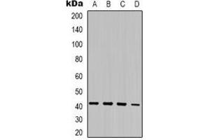 Western blot analysis of MRG15 expression in K562 (A), Jurkat (B), mouse kidney (C), mouse brain (D) whole cell lysates.