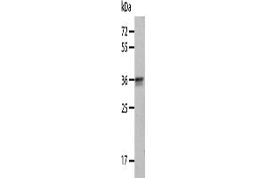 Western Blotting (WB) image for anti-Annexin A8 (ANXA8) antibody (ABIN2427757) (Annexin VIII 抗体)
