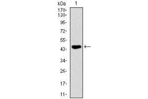 Western blot analysis using FAS mAb against human FAS (AA: 87-278) recombinant protein.