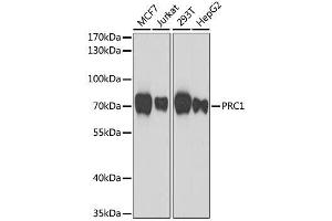 Western blot analysis of extracts of various cell lines, using PRC1 antibody. (PRC1 抗体  (AA 351-620))