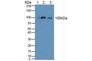 Figure. (Nucleolin 抗体  (AA 388-569))