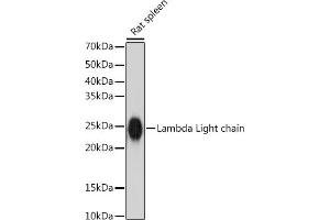 Western blot analysis of extracts of Rat spleen, using Lambda Light chain antibody (ABIN7267847) at 1:1000 dilution. (IGLV1-51 抗体)