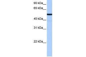 WB Suggested Anti-BTNL8 Antibody Titration:  0. (BTNL8 抗体  (N-Term))